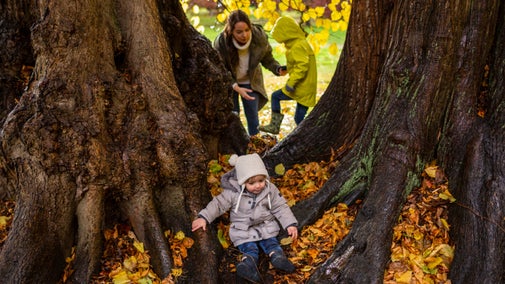 A woman and two young children exploring the roots of a beech tree in the autumn leaves